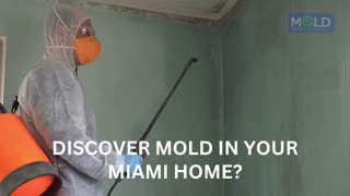 Mold Testing and Mold Removal Mold Removal Miami Miami Mold Removal