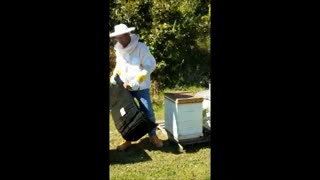 package bees for sale near me