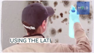 Mold removal companies Los Angeles