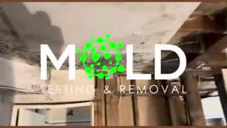 Los Angeles mold testing