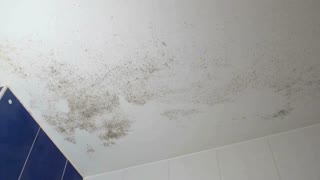 Mold inspection Los Angeles