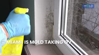 Mold Testing And Mold Removal  Mold Removal Miami Miami Mold Removal