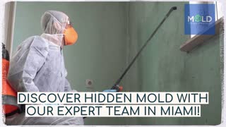 Mold Testing and Mold Removal Mold Removal Miami Miami Mold Removal