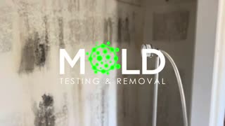 Mold abatement Los Angeles