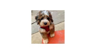 Bernedoodle puppies for sale near me