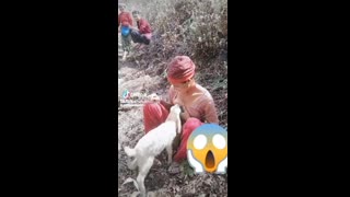 Goat breast feeding