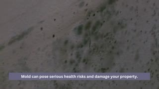 Ensure Your Home's Safety Professional Mold Testing in Los Angeles