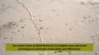 Expert Mold Removal in Los Angeles - Breathe Easy Again!