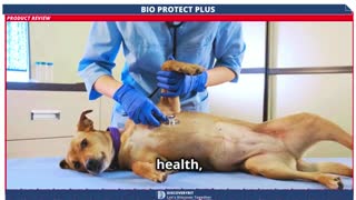 Is Your Dog At Risk Revitalize Their Health With Bio Protect Plus (Vet-Approved)