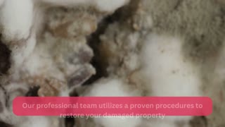 Mold testing service Los Angeles