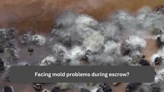 Mold removal Los Angeles